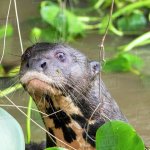 Judging Otter