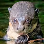 Judging Otter 2