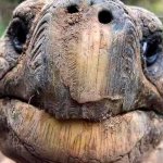 Forever alone turtle