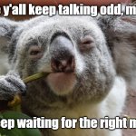 koala | While y'all keep talking odd, mates... I'll just keep waiting for the right moments... | image tagged in koalaty meme | made w/ Imgflip meme maker