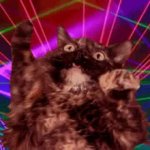 Party Cat GIF Template