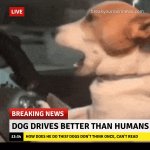 Dog drives better than humans meme