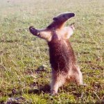 Southern tamandua