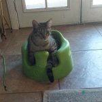 Baby chair cat