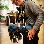 Daddy and Boston terriers template