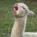 laughing llama