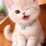 Cute kitty meme
