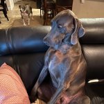 Weimaraner Shocked When Looking At Laptop