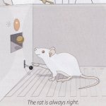 The Rat is Always Right