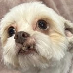 Wide Eyed Snaggler