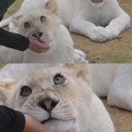 Luna the Lioness