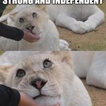 Feed me and tell me I'm pretty | When you are strong and independent; but then he calls you a good girl | image tagged in luna the lioness,funny,big cats,strong women,good girl | made w/ Imgflip meme maker