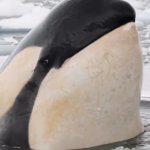 Suspisious Killer Whale