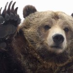 Stock market bear