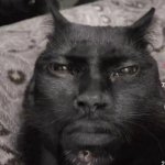 Kevin Hart Cat