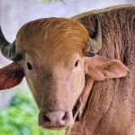 Donald the Buffalo