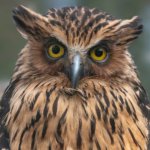 Buffy fish owl