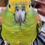 Sassy Parakeet
