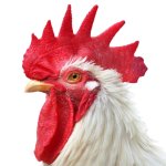Rooster head