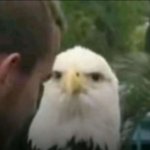eagle judging stare