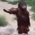 Begging monkey