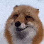 Petting Fox
