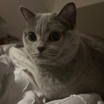 Cat what