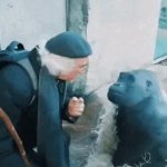 Old man talking to gorilla GIF Template