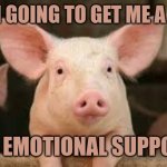 Emotional Suppork | I am going to get me a pig. For emotional suppork. | image tagged in pig | made w/ Imgflip meme maker