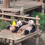 Panda GIF Template