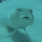 Fish "What The Hell"