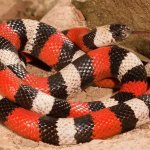 Milk snake