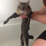 Wny Cats Hate Baths | Reality is a bummer! | image tagged in vince vance,funny cat memes,cats,reality,cat bath,funny cats | made w/ Imgflip meme maker