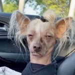 Meth head dog