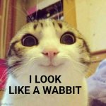 Bunny Face | I look like a wabbit | image tagged in memes,smiling cat | made w/ Imgflip meme maker