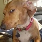 dog side eye