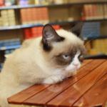 Grumpy Cat Table