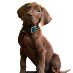 Netflix's Live Action Scooby Doo
