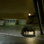 Canadian house hippo