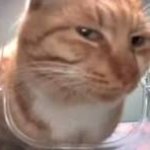 Boombasitc side eye cat