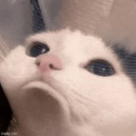 Awn cat template