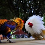 chicken fight