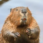 confused beaver