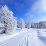 Winter Landscape