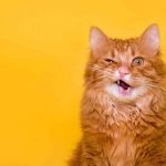 Funny cat
