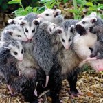 Possum