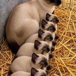 Mama cat and her 6 babies meme