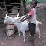 Smug African Goat Boy