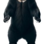 Bear bod
