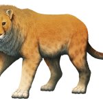 American Lion